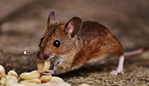 24 Hour & Emergency Exterminators in Secane, PA